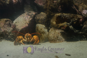 aquarium, lobster, boston, new england aquarium, sea life